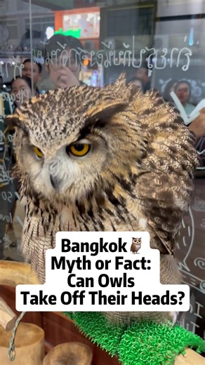 Myth or Fact: Can Owls Take Off Their Heads?