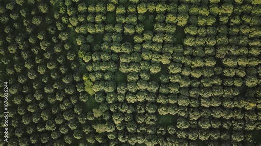 Pattern of mango tree rows in a large scale mountain farm, Cambodia