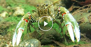 ScienceTake | A Crayfish in Trouble