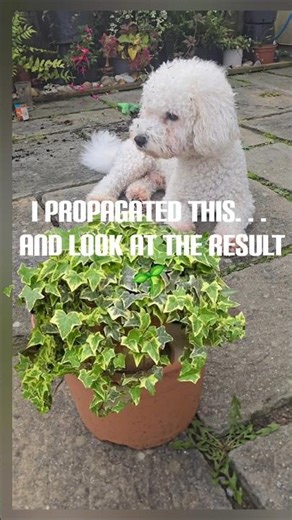 I Started with ONE Ivy Cutting… Now Look 🌿😲#garden