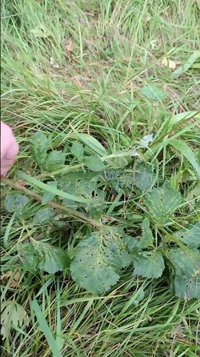 The Blackberry, Rubus Fruticosus #gardening
