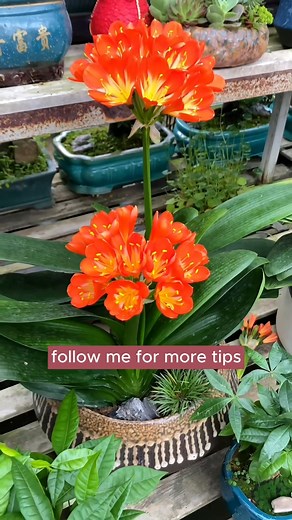 How to make Cymbidium orchids bloom super beautifully #gardeningtipsforbeginners #gardeninghacks #diygarden #gardengrowthguide | Seed to Flower