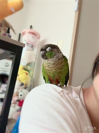 Conure Sleep Talk: Adorable Moments with Your Bird