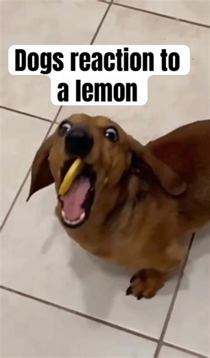 Dogs reaction to trying lemon for the first time | funny😂| #short