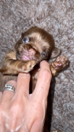 Meet the Griffs: Tiny dogs, big personality, pyjama chaos