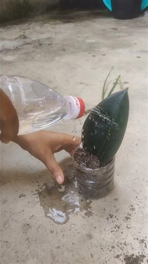 How to propagate Rubber Tree from single leaf #rubbertreeplant #leafpropagation #happygardening