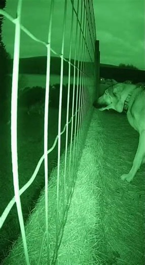 wildlife, night scene, forest animals, nature ambience#Wildlife #Nature #NightScene #Nocturnal