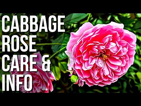 Cabbage Rose Care And Info | How To Plant Cabbage Roses | Cabbage Rose Plant Guide