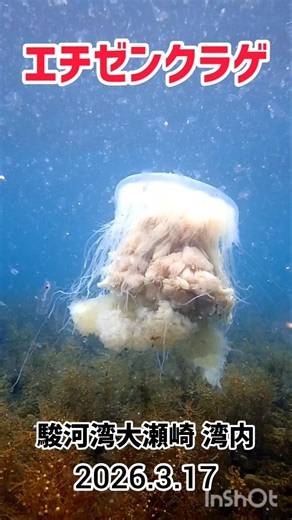 巨大生物！駿河湾大瀬崎にてエチゼンクラゲに遭遇！ #エチゼンクラゲ #越前クラゲ #駿河湾