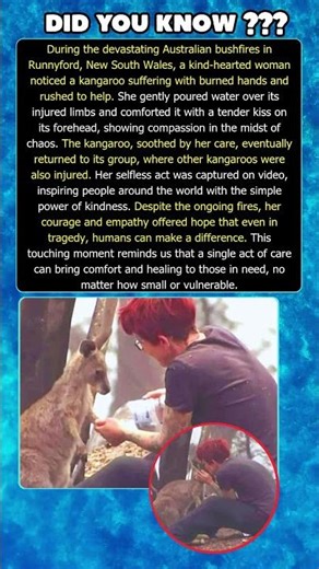 Woman Rescues Injured Kangaroo During Australian Bushfires in Heartwarming Act of Kindness