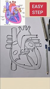 Easy Human Heart Diagram drawing Class 10 Science
