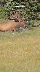 Big bull elk strolling by in the Rocky Mountain National Park. #bullelk #elk #colorado #ColoradoWildlife #natgeowild #coloradoadventures #wapiti #wildlifeonearth | Colorado Adventures