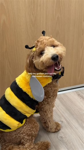 Golden Child on Instagram: "I love dog costumes 🥰😂 #goldendoodle #labradoodle #doodle #dogcostume (via maddiepelayo | tt)"