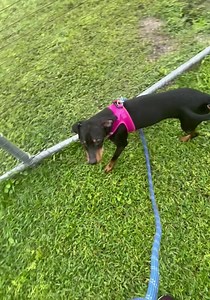 57 reactions · 39 shares | ‼️ Adopted ‼️ Another day and VIOLET is...