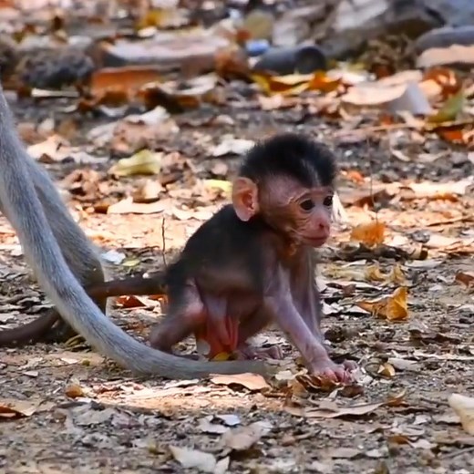 2.7K views · 114 reactions | Young mom monkey looks very lazy to hug and care newly baby macaque | Monkey BC | Facebook