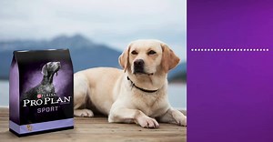 39K views · 440 reactions | Purina Pro Plan on Reels | Facebook