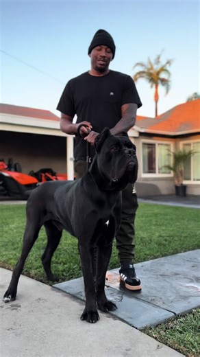 Understanding Cane Corso Dogs: Care and Training Tips