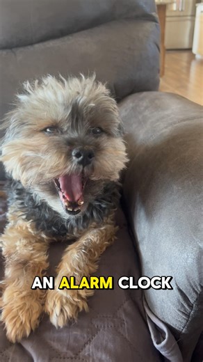 Dog Hurl Alarm Clock The Mutt Master Deb Nabb