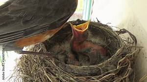 Week old baby Robin is fed by mom while other nestlings sleep in nest