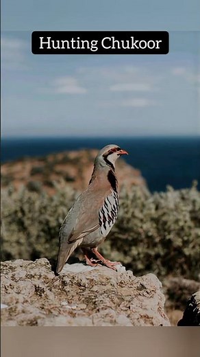 Amazing shot 22 | Epic Airgun FX – Partridge Strikes on Sunlit Rocky Ledge #BirdHunting