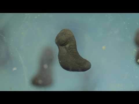 Tadpole Development Time Lapse