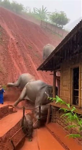 Caught on Camera: A Terrifying Elephant Landslide