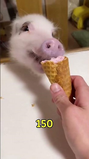 The Truth About Mini Pigs 🐷 (They’re NOT What You Think!)