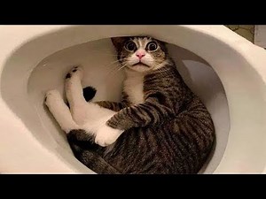 CAT MEMES COMPILATION V08