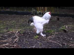 Brahma Hahn