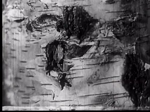 Ant Colony: Life Cycle & Social Insects Documentary