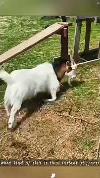 Wait for It… The Funniest Fainting Goats Ever! 🐐🤣 #funnyvideo #entertaininganimals
