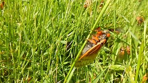 12K views · 322 reactions | Okay, we can't get enough of these creepy, little cicadas. Here's a view of the lawn in front of CVNP's resource-management office this morning. . . | Cuyahoga Valley National Park | Facebook