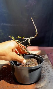 Cotoneaster horizontalis. Corte de rama tirasavia, trasplante y reproducción por esquejes.. #bonsai #bonsaiworld #plants #bonsaitree | Bonsai DomArs
