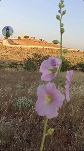 1.1K views · 48 reactions | Gundê Kefro Elayto (Kefre) || Arıca Köyü Gercüş | DENGÊ HEZEX | Facebook