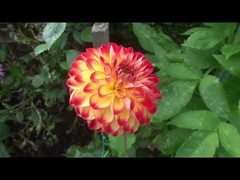 Best dahlia varieties in 2023 (in Geoff & Heather’s garden!)