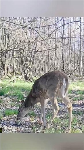 Peaceful Whitetail Deer Browsing #shorts #deer #wildlife #outdoors