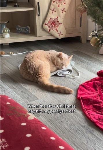 Cozy Cat After Christmas Nap on Heating Pad