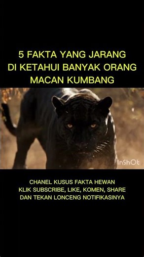 🐆 5 FAKTA MACAN KUMBANG YANG JARANG DIKETAHUI‼️ TERNYATA ADA RAHASIA BESAR❓❓😨🔥