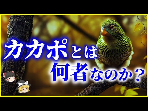 [Slow Explanation] A flightless parrot?! What is the "kakapo"? Explaining its unusual breeding me...