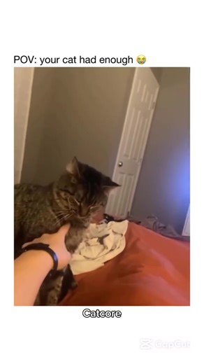 Understanding Orange Cat Behavior: Humorous Insights