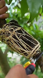 🌿A great way to propagate your lychee tree by air layering! #lychee #fruittree #gardening | Nathan & Alsop