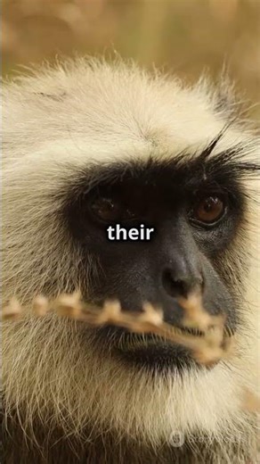 Meet the Stunning Javan Langur!