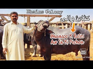 KATAI WALI BHAINSOO K RATES AUR UN KI PEHCHAN BHAINS-COLONY