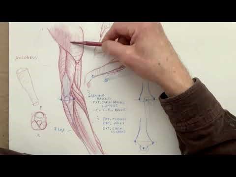 Anatomy for Artists - Simplify Anatomy: Three Values
