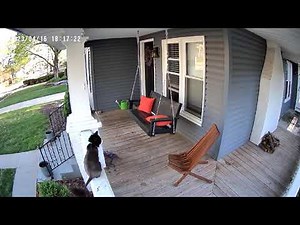 Captured A Cat Recording by Tmezon CQ1H Solar Camera