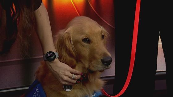 Dedicated Seattle Children's Canine Companion facility dog 'Nash' starring at 50th anniversary gala