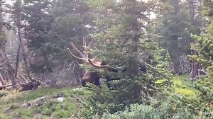 1.1M views · 3.1K reactions | Always give moose and all wildlife...