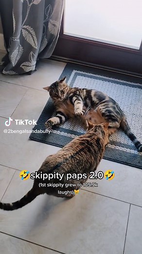 Tony Baker's Hilarious 'Skippity Paps' Cat Routine