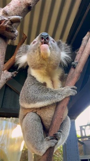 LOUDEST Koala Bellow | Australian Reptile Park