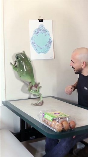 Dumpy the “ GIANT “ pet frog .